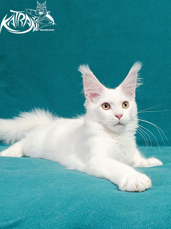Katran Hunter - Kitten maine-coon 4 months