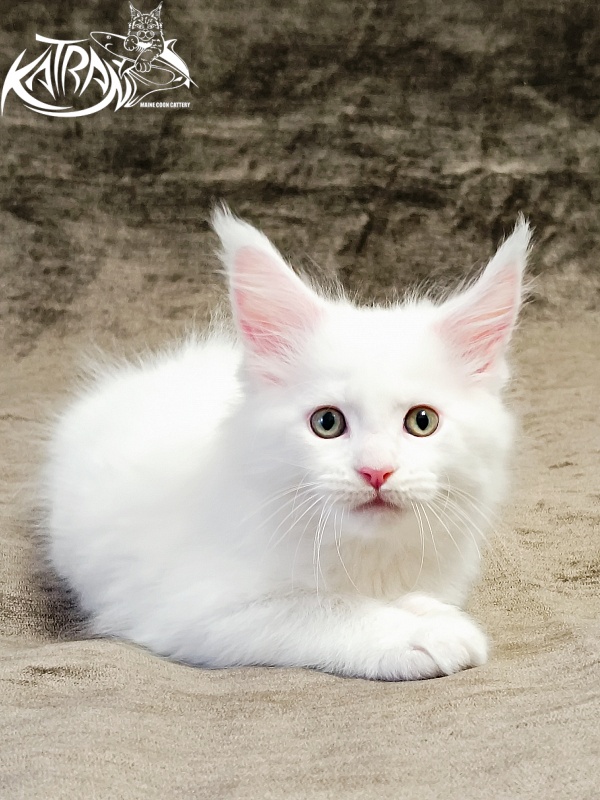 Katran Hunter - Kitten maine-coon 1 month 2.5 weeks