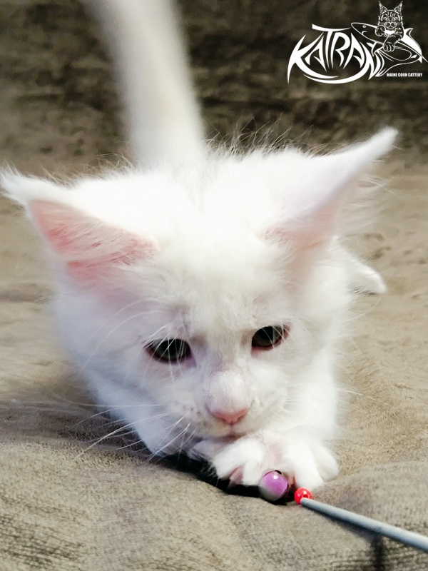 Katran Hunter - Kitten maine-coon 1 month 2.5 weeks