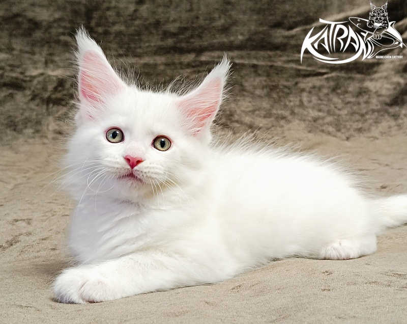 Katran Hunter - Kitten maine-coon 1 month 2.5 weeks