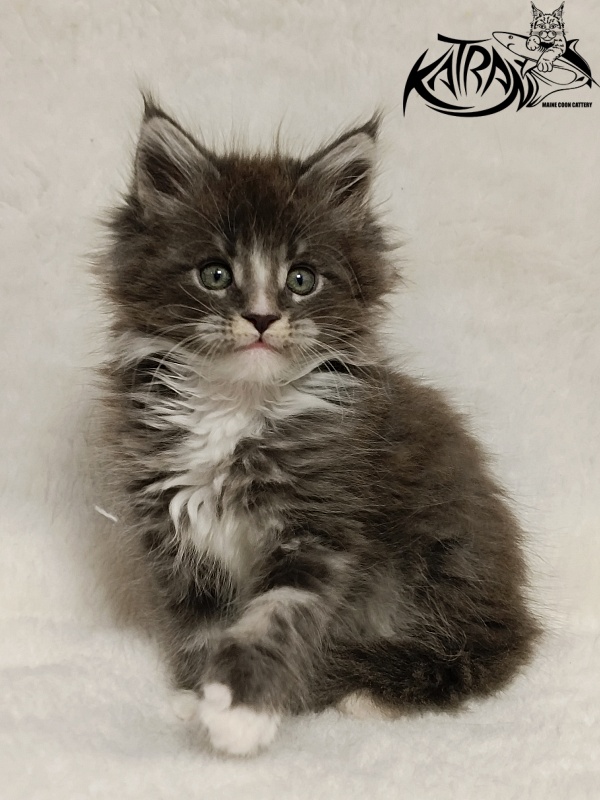 Katran Hugo - Kitten maine-coon 1 month 2.5 weeks