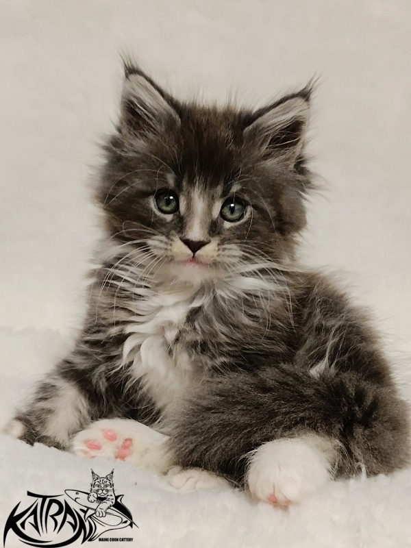 Katran Hugo - Kitten maine-coon 1 month 2.5 weeks
