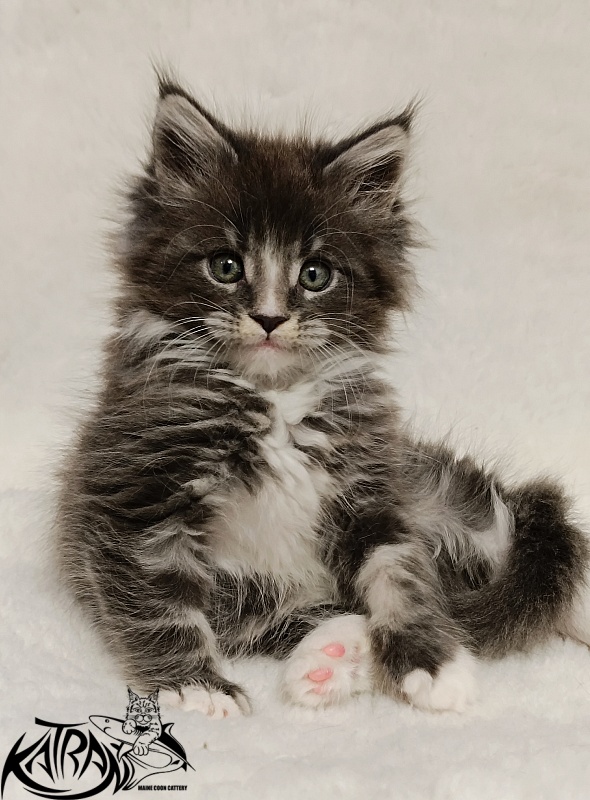 Katran Hugo - Kitten maine-coon 1 month 2.5 weeks