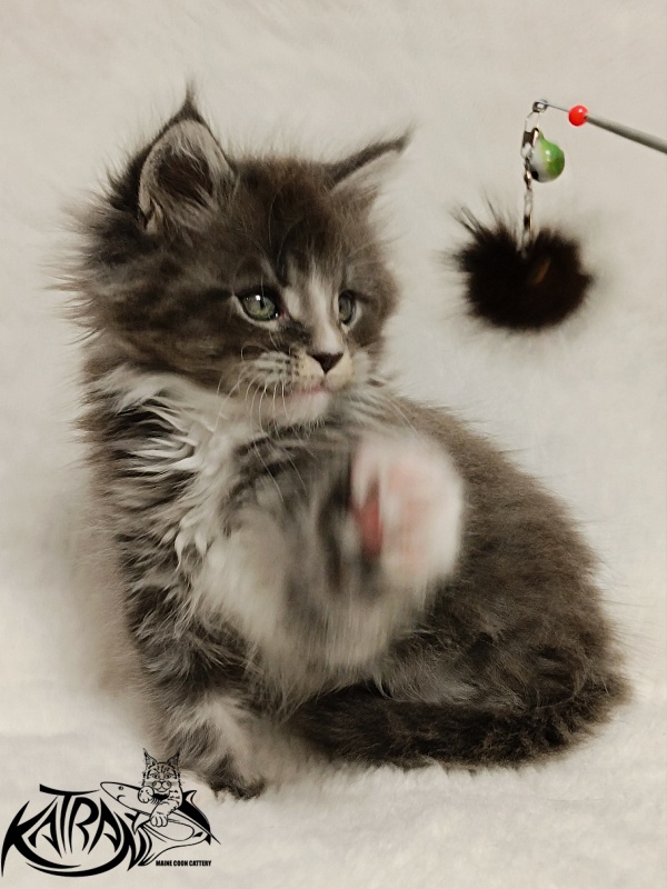 Katran Hugo - Kitten maine-coon 1 month 2.5 weeks