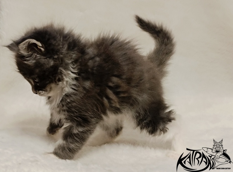 Katran Hugo - Kitten maine-coon 1 month 2.5 weeks