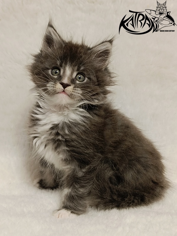 Katran Hugo - Kitten maine-coon 1 month 2.5 weeks