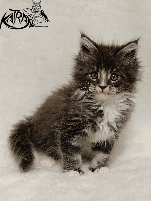 Katran Hugo - Kitten maine-coon 1 month 2.5 weeks