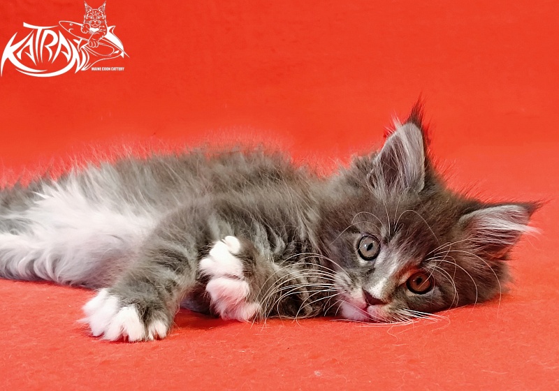Katran Hugo - Kitten maine-coon 2 months