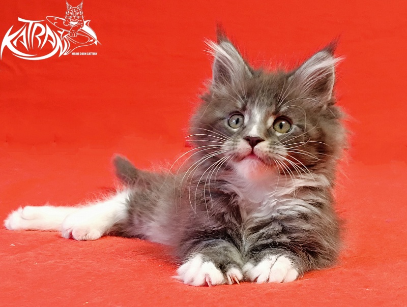Katran Hugo - Kitten maine-coon 2 months
