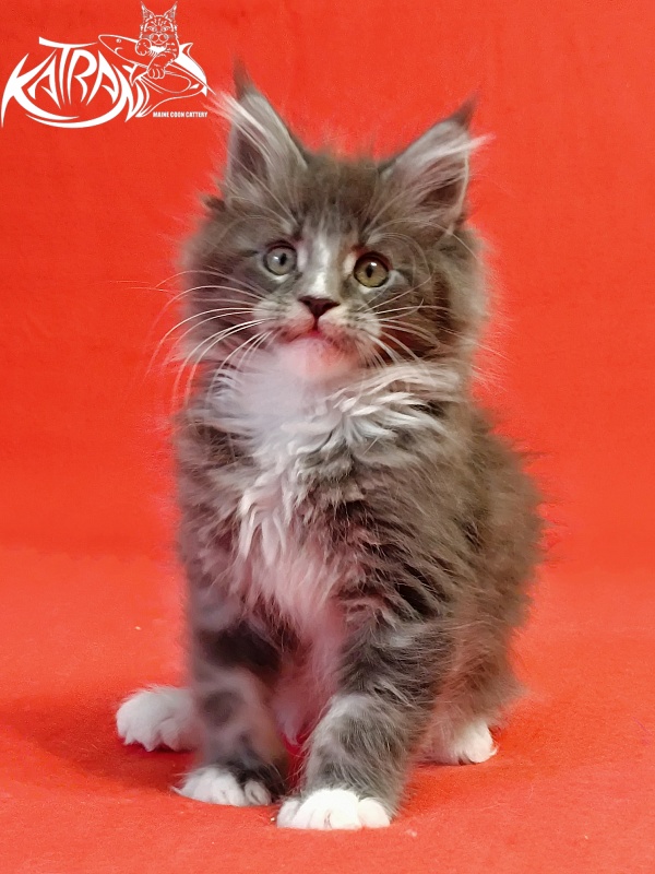 Katran Hugo - Kitten maine-coon 2 months