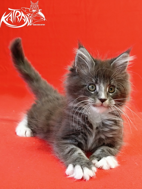 Katran Hugo - Kitten maine-coon 2 months
