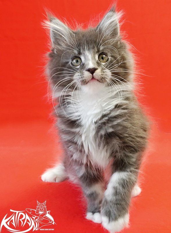 Katran Hugo - Kitten maine-coon 2 months