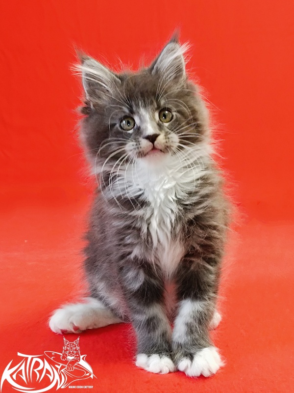 Katran Hugo - Kitten maine-coon 2 months
