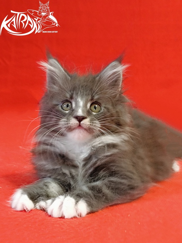 Katran Hugo - Kitten maine-coon 2 months
