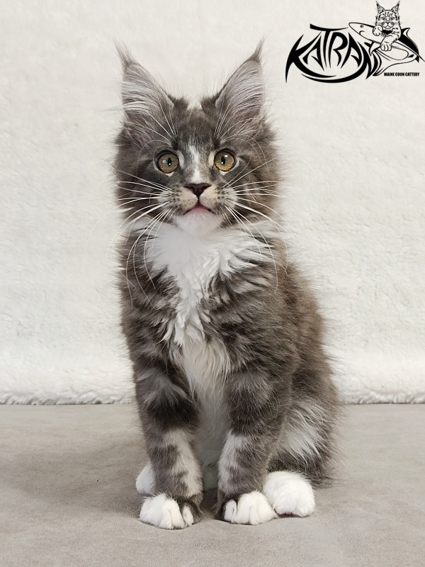 Katran Hugo - Kitten maine-coon 3 months