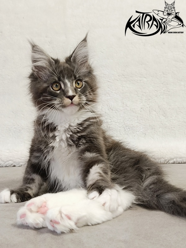 Katran Hugo - Kitten maine-coon 3 months
