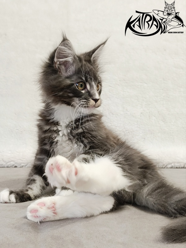 Katran Hugo - Kitten maine-coon 3 months