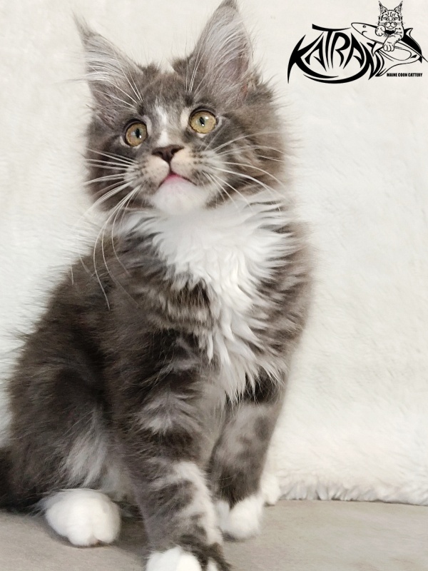 Katran Hugo - Kitten maine-coon 3 months