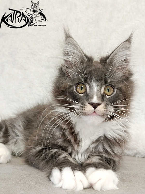 Katran Hugo - Kitten maine-coon 3 months