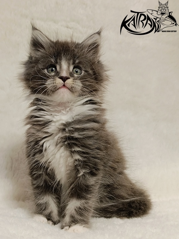 Katran Hugo - Kitten maine-coon 1 month 2.5 weeks