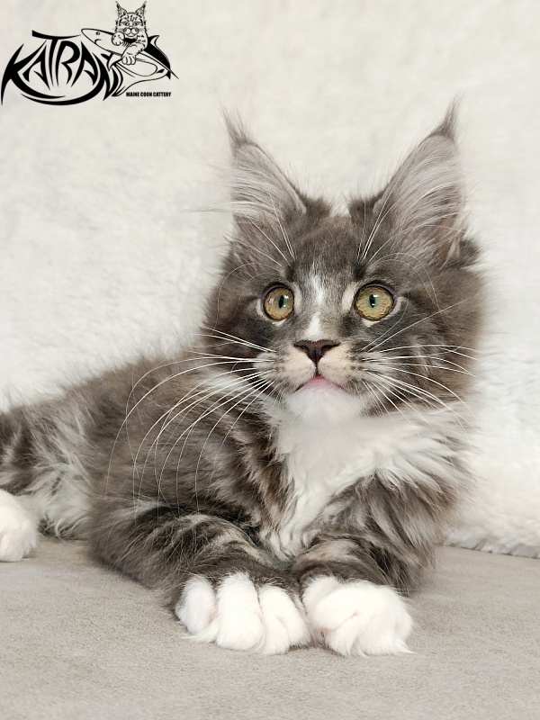 Katran Hugo - Kitten maine-coon 3 months
