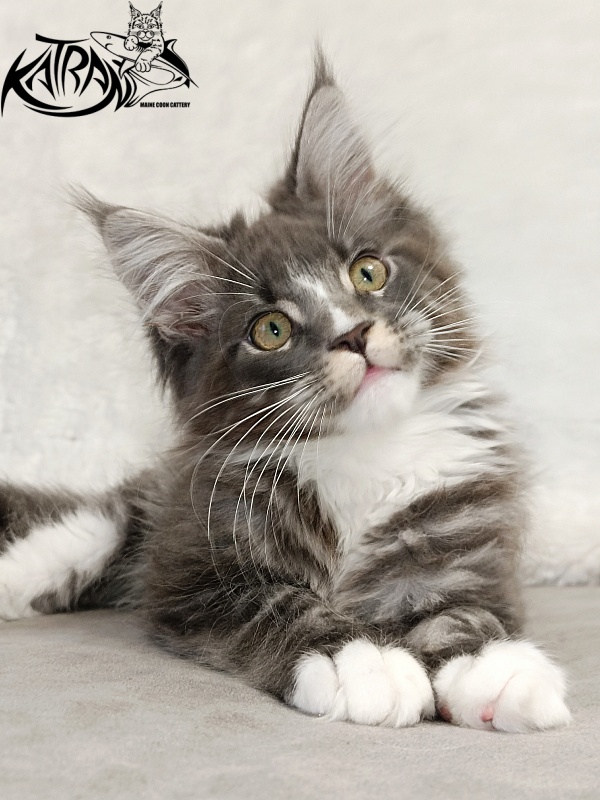 Katran Hugo - Kitten maine-coon 3 months