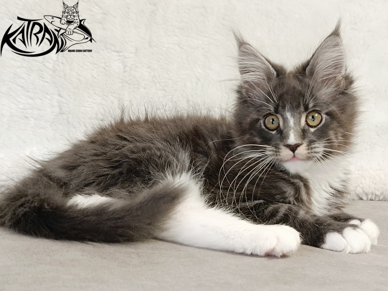 Katran Hugo - Kitten maine-coon 3 months