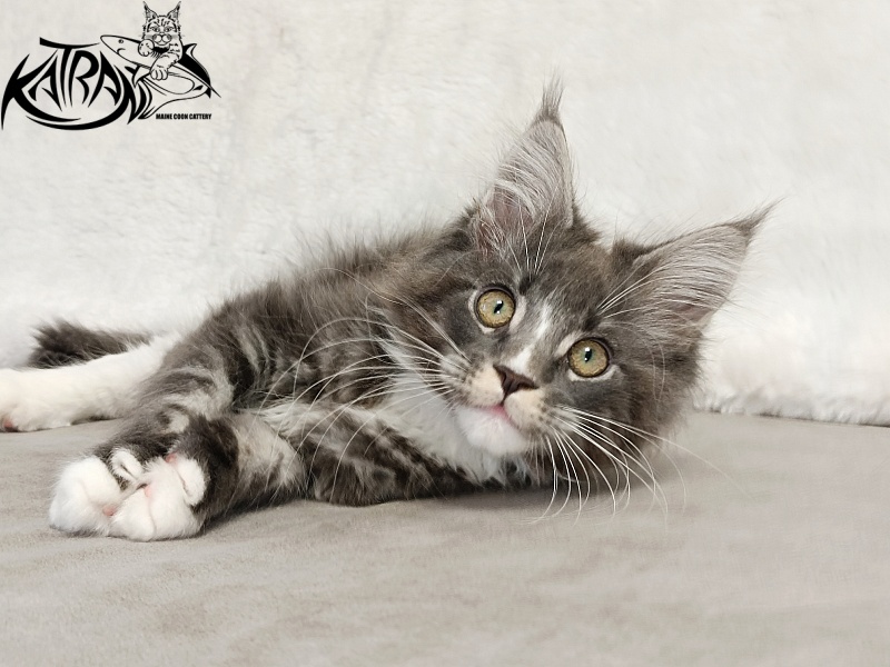 Katran Hugo - Kitten maine-coon 3 months