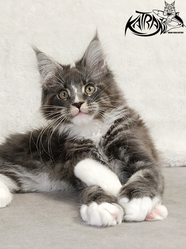 Katran Hugo - Kitten maine-coon 3 months