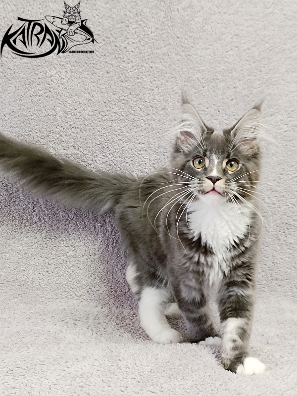 Katran Hugo - Kitten maine-coon 4 months