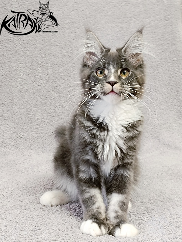 Katran Hugo - Kitten maine-coon 4 months