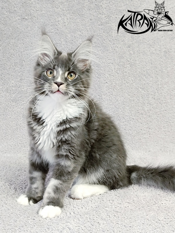 Katran Hugo - Kitten maine-coon 4 months