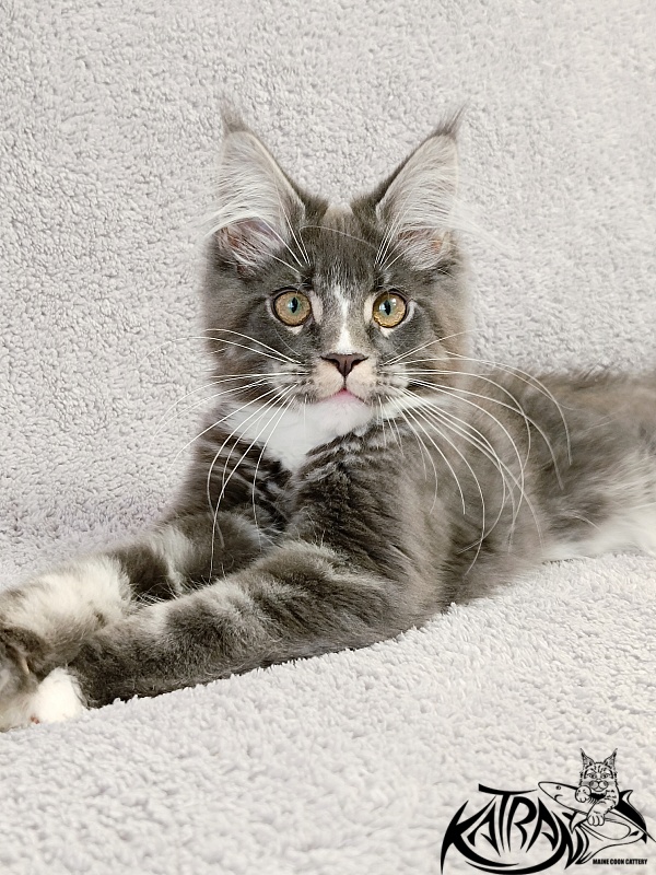 Katran Hugo - Kitten maine-coon 4 months