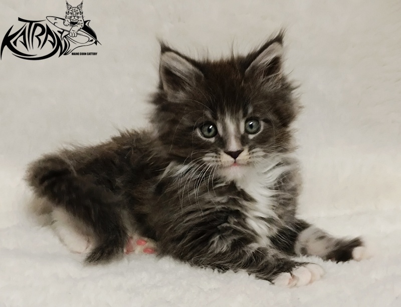 Katran Hugo - Kitten maine-coon 1 month 2.5 weeks