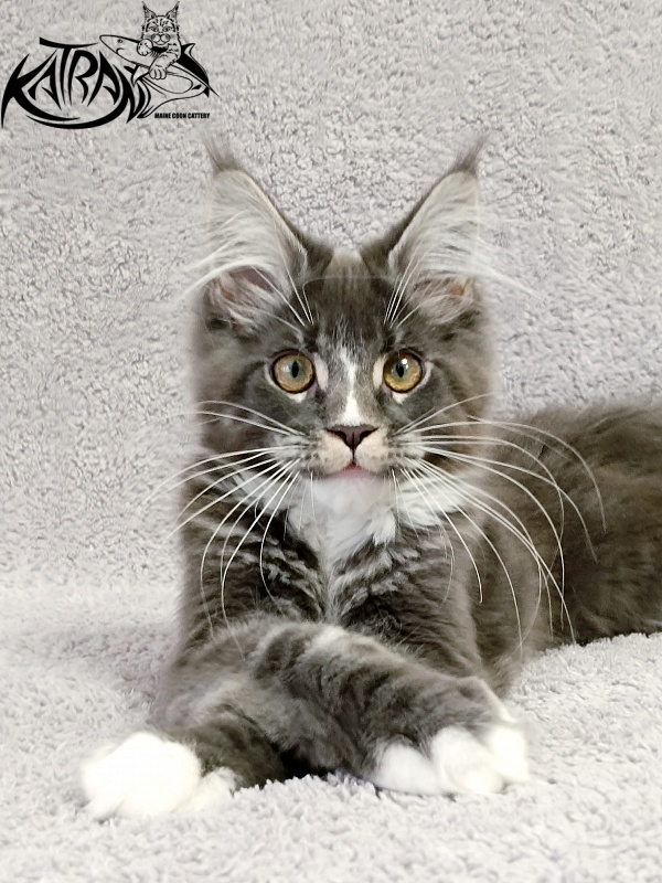 Katran Hugo - Kitten maine-coon 4 months