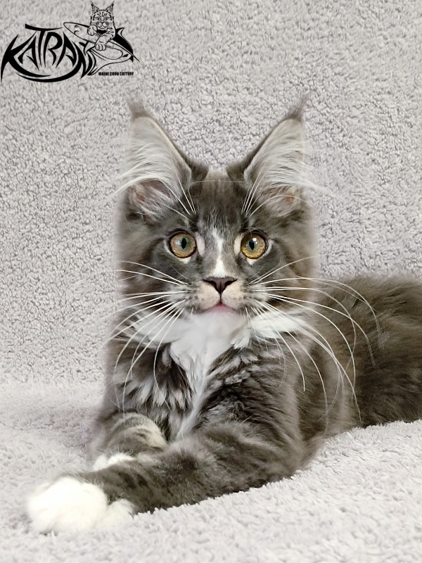 Katran Hugo - Kitten maine-coon 4 months