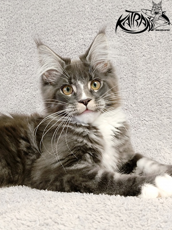 Katran Hugo - Kitten maine-coon 4 months
