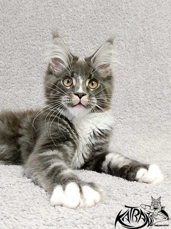 Katran Hugo - Kitten maine-coon 4 months