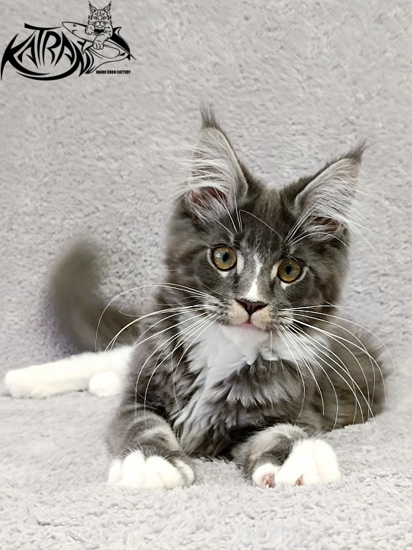 Katran Hugo - Kitten maine-coon 4 months