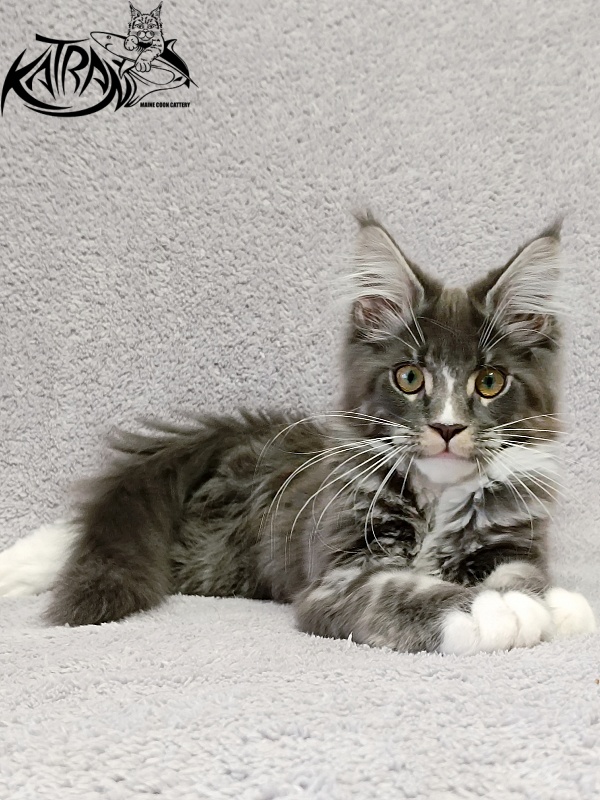 Katran Hugo - Kitten maine-coon 4 months