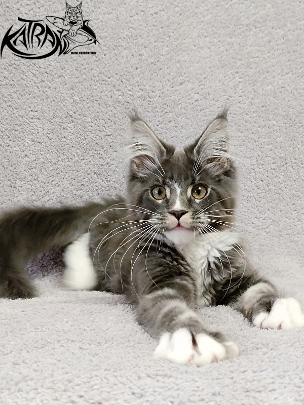 Katran Hugo - Kitten maine-coon 4 months