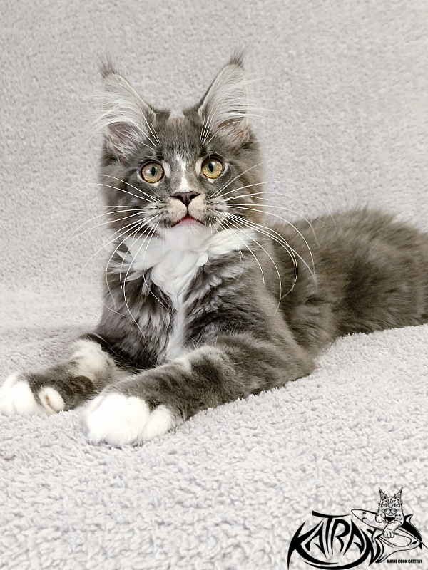 Katran Hugo - Kitten maine-coon 4 months