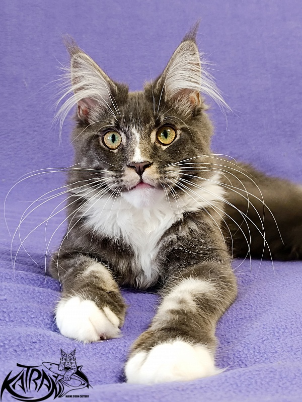 Katran Hugo - Kitten maine-coon 5.5 months