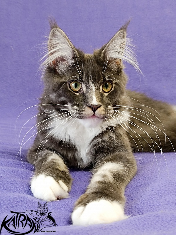 Katran Hugo - Kitten maine-coon 5.5 months