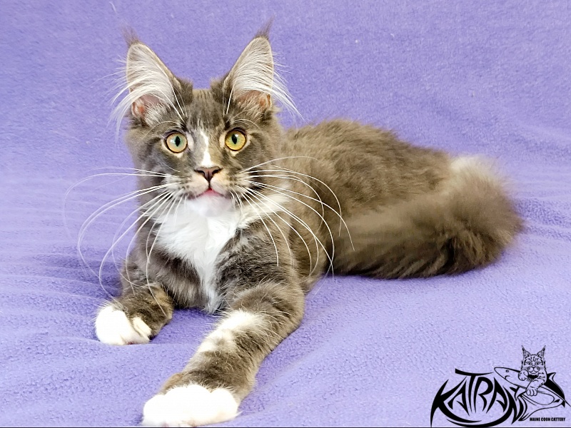 Katran Hugo - Kitten maine-coon 5.5 months