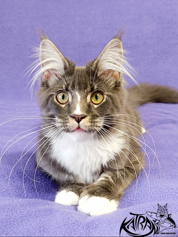 Katran Hugo - Kitten maine-coon 5.5 months
