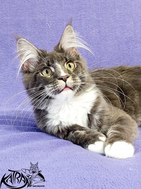 Katran Hugo - Kitten maine-coon 5.5 months
