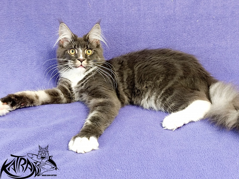 Katran Hugo - Kitten maine-coon 5.5 months