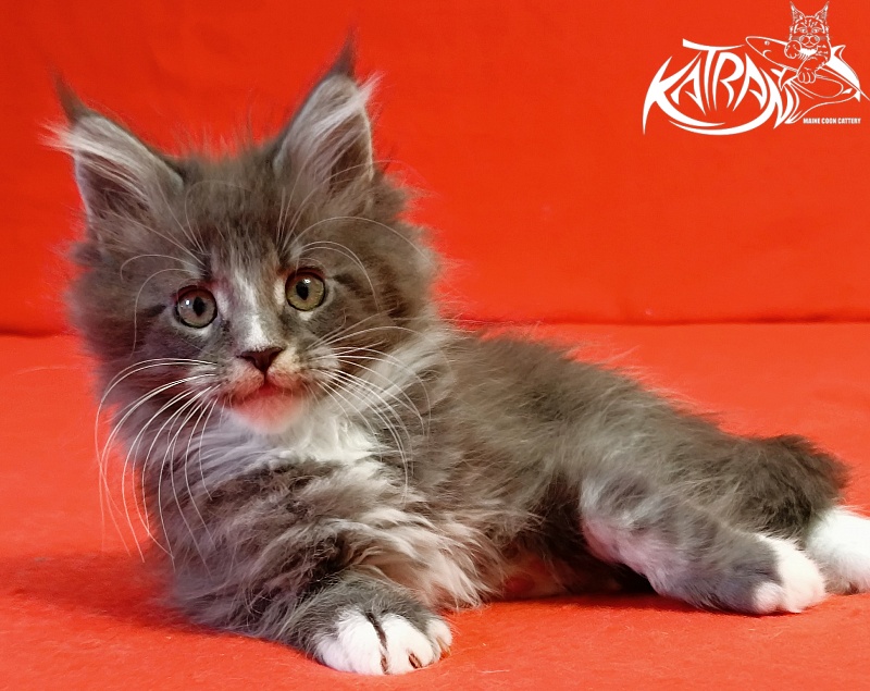 Katran Hugo - Kitten maine-coon 2 months