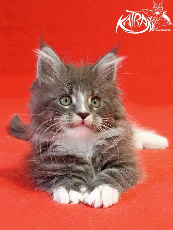 Katran Hugo - Kitten maine-coon 2 months